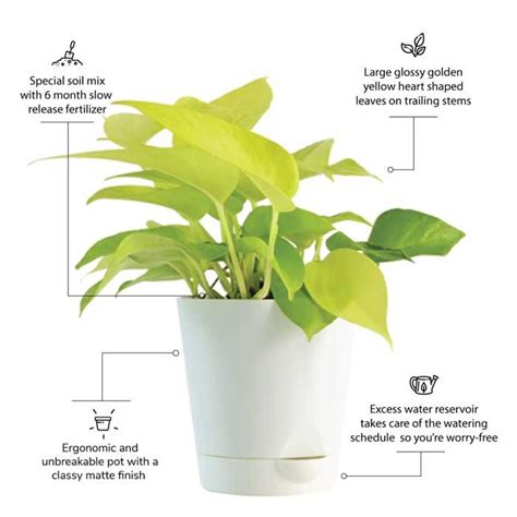 Money Plant Benefits Of Money Plant Types Care How To Grow