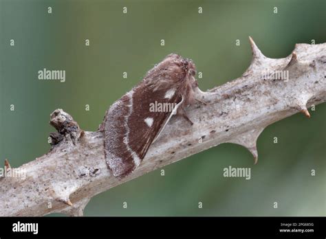 Spring Woollies Insects Moths Small Eggar Eriogaster Lanestris