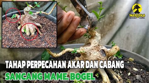 Membuat Bonsai Sancang Mame Bogel Tahap Pengepresan Akar Dan Cabang