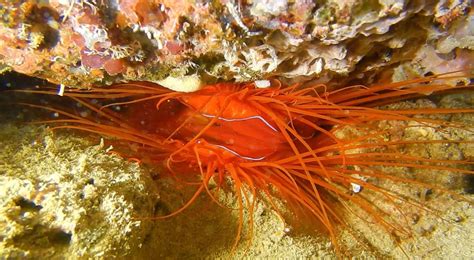 Flame Scallop Aka Electric Clam Seen During A Dive In The