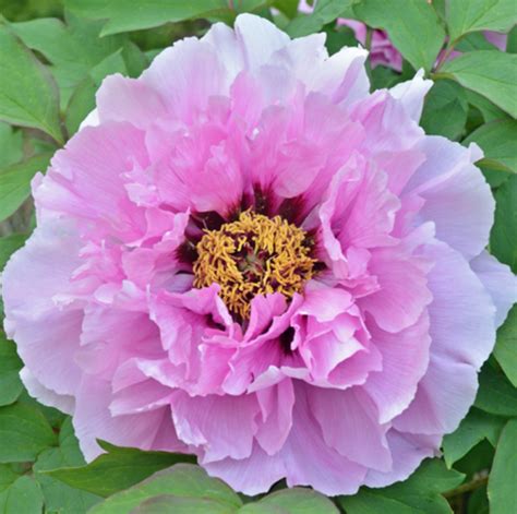 Lavender Grace Tree Peony Halifax Perennials Inc