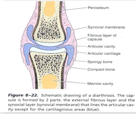 EXAM 3 Synovial Joints Flashcards Quizlet