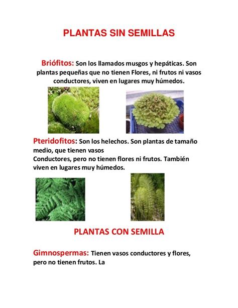 Reproduccion De Las Plantas Vasculares Con Semilla