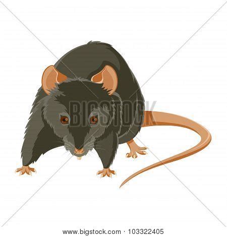 Evil Rat Vector & Photo (Free Trial) | Bigstock