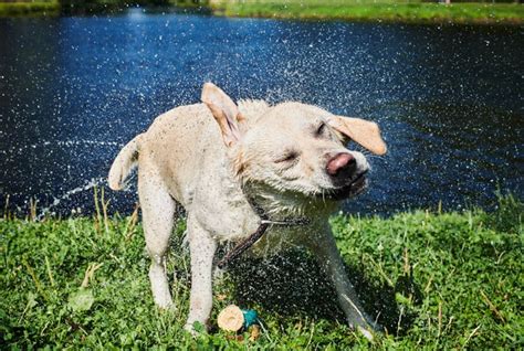 Como cuidar de cachorro no calor Evite a insolação do pet Folha de