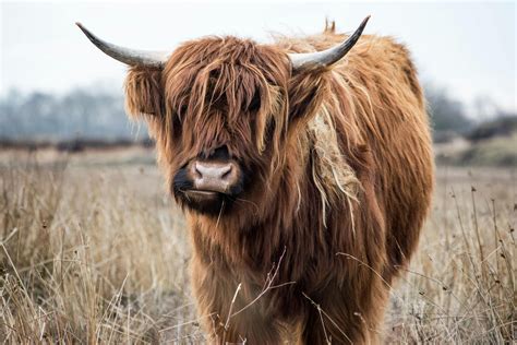 Highland Cow Photos, Download The BEST Free Highland Cow Stock Photos ...