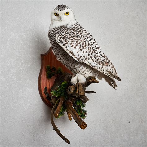 Snowy Owl Taxidermy Bird Mount White Owl Mounted Stuffed Birds For