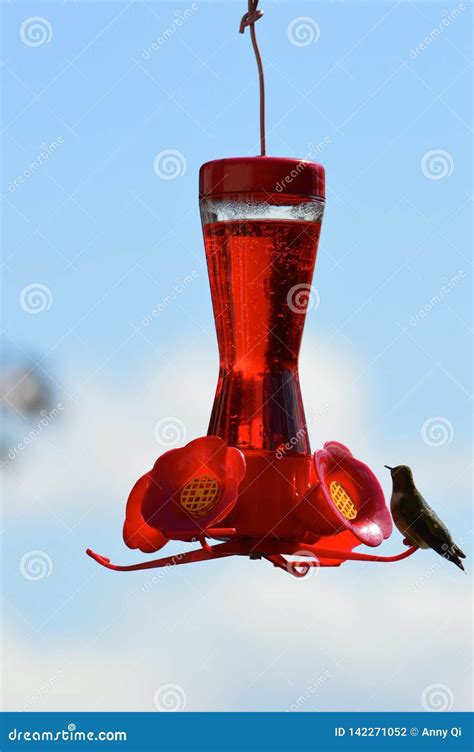 Red Bird Feeder Hummingbird Stock Photo - Image of feeder, bird: 142271052