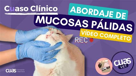 Abordaje de un paciente con MUCOSAS PÁLIDAS en Veterinaria de pequeños