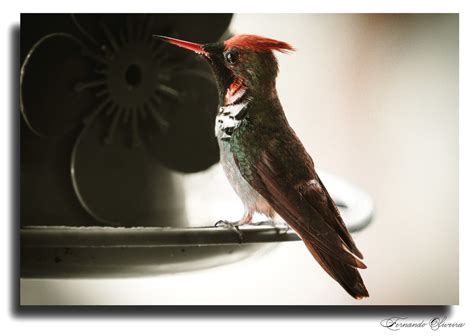 Topetinho Vermelho Lophornis Magnificus Parque Nacional Flickr