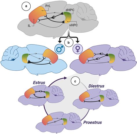 Sex Differences And Effects Of The Estrous Stage On Hippocampal