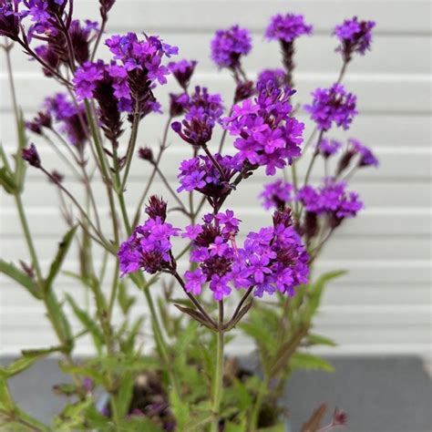 Verbena Rigida Ijzerhard In 2 Liter Pot Tas Boomkwekerij