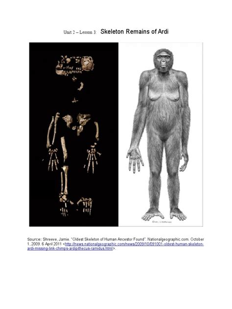 U2 l3 6 Skeleton Remains of Ardi | PDF