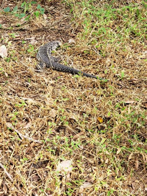 Semace Em Parceria Ibama E Instituto Pr Silvestre Realizam Soltura