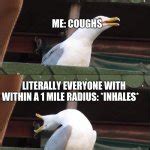 Screaming Seagull Meme Generator - Imgflip