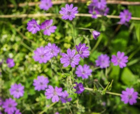 Free Picture Flora Nature Petal Meadow Garden Wildflower Summer