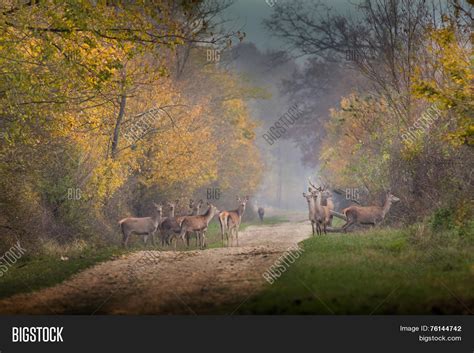 Wild Animals Forest Image & Photo (Free Trial) | Bigstock