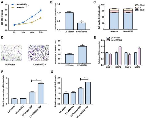 Downregulated Meg3 Promotes Proliferation And Invasion Of Fls A Cell