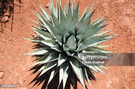 10,981 Agave Plants Stock Photos, High-Res Pictures, and Images - Getty ...