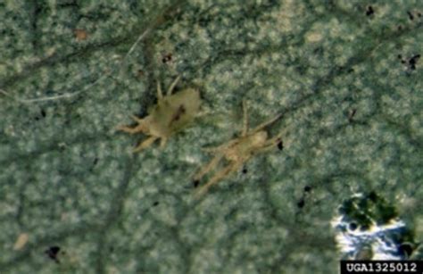 Spider Mites In Shade Trees Agricultural Biology