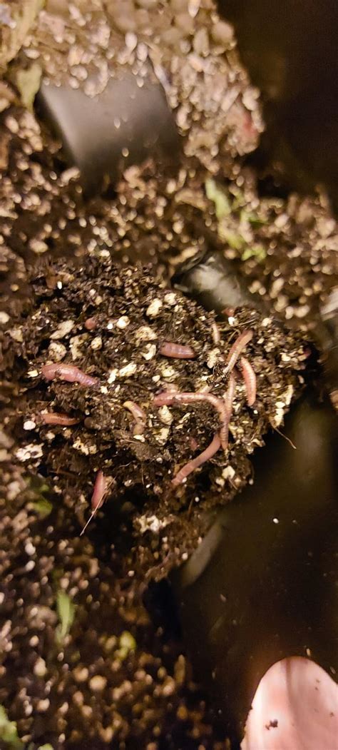 Ball of worms after harvesting. Took a while for me to not feel icky using my bare hands ...