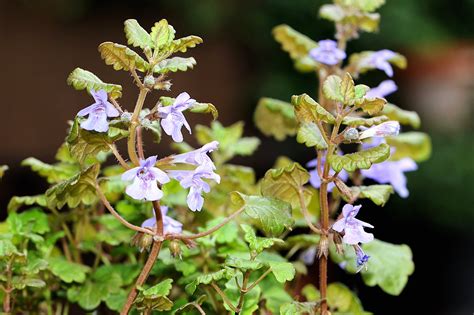 Heilpflanzen Gundermann Gundelrebe Glechoma Hederacea