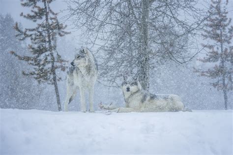 Gray Wolves West Yellowstone Montana Winter Snow Wolfpack Flickr