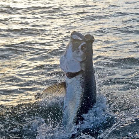 Boca Grande Tarpon Fishing Charters Capt Jay Withers