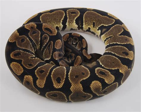 Northwest Reptiles - Orange Ghost Ball Python Description and Photos ...