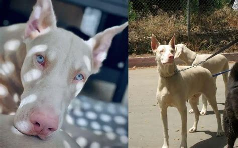 Doberman Blanco O Albino Esta Es La Verdad Perro Doberman