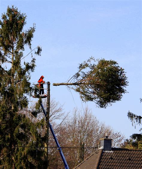 Der Frühling naht Sägen schlagen aus