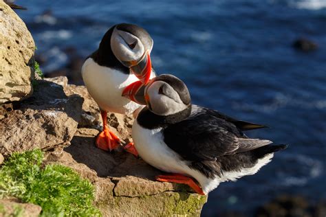 The Icelandic Puffin Classic Iceland