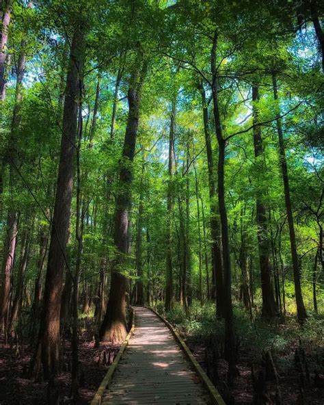 5 Best Things To Do in Congaree National Park (South Carolina)