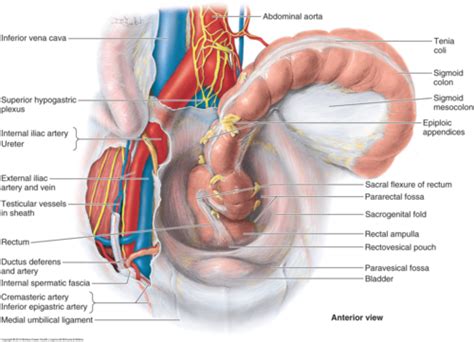 EXAM 4 Pelvic Viscera Reproductive System Flashcards Quizlet