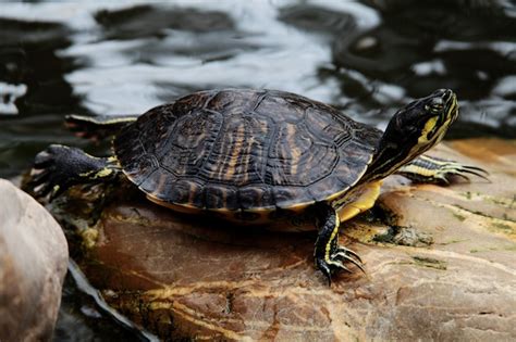 Sabes Cuántas Veces Debes Alimentar A Tu Tortuga De Agua Descubre