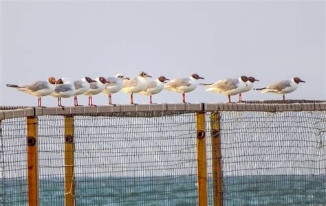 Premium Photo Seagulls Sit On The Fence