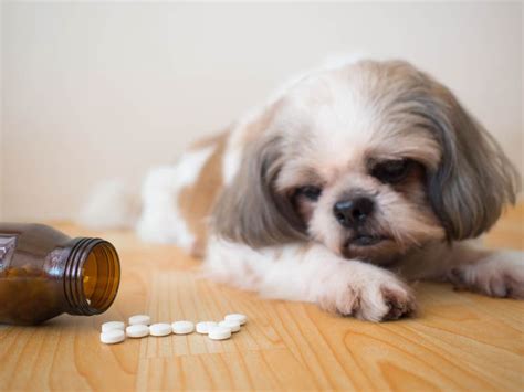 Oxytetracycline (Terramycin®, Liquamycin®) for Dogs and Cats