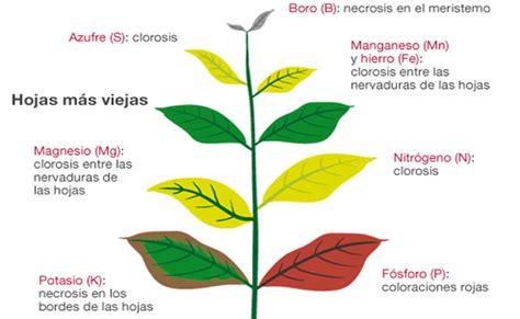 Principales Deficiencias Nutricionales En Plantas Y Su Diagnosis Una Guía Visual Universidad