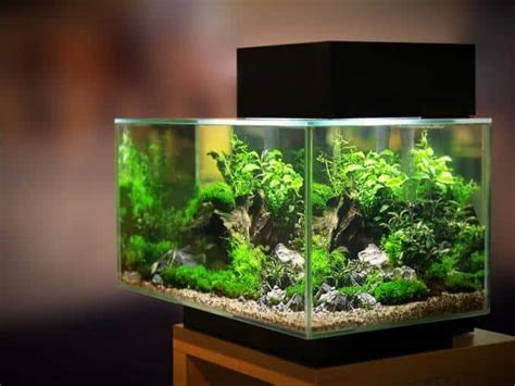 100 Gallon Fish Tanks Reviewed Best 4 Fishkeeping World