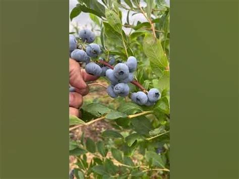 Голубика Сиерра. Blueberry Sierra. #голубика #blueberry - YouTube