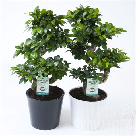 Ficus Microcarpa Ginseng Blumen Schwarz