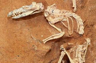 antrophistoria El antepasado más antiguo de los mamíferos Hallazgo