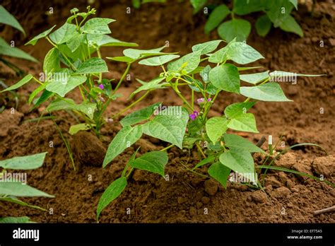 Sweet Potato Plants Ipomoea Batatas Field Of Sweet Potatoes Viñales