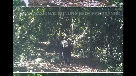 Macan Tutul Dan Macan Kumbang Terekam Bersama Di Gunung Gede Pangrango