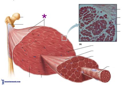 Ch Muscles And Muscle Tissue Flashcards Quizlet