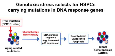 Pathogenesis of TP53-mutated Acute Myeloid leukemia | Laboratory of Daniel C. Link, M.D ...