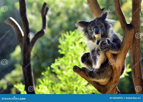 Koala Sit On An Eucalyptus Tree Stock Photo Image Of Face Curious