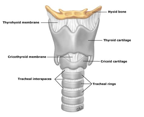 Larynx Composition Composed Of Cartilage Diagram Quizlet