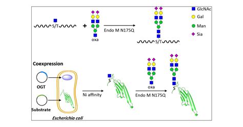 Site-Directed Glycosylation of Peptide/Protein with Homogeneous O-Linked Eukaryotic N-Glycans ...