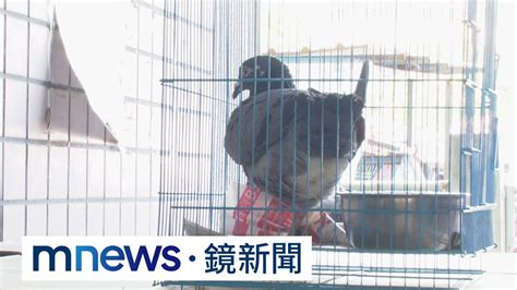 殘忍！34隻賽鴿遭剪翅斷腳 疑飼主棄養｜鏡新聞 Youtube